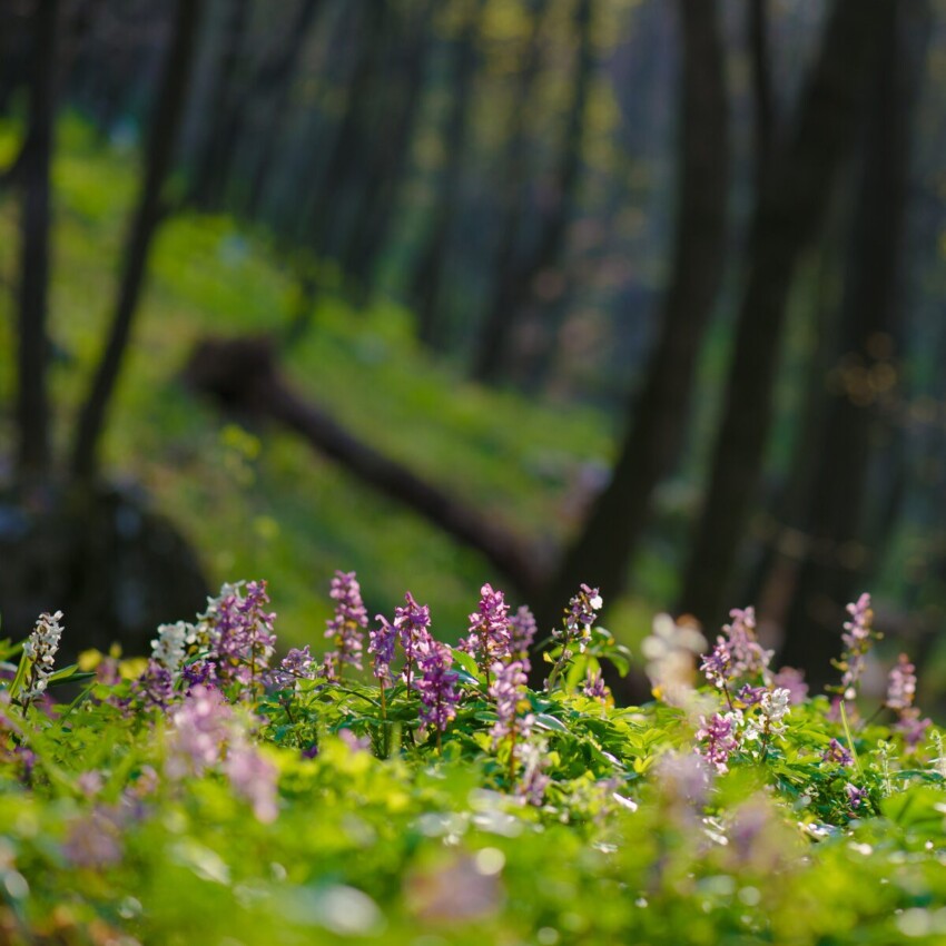 An image of some purple flowers - identified as Corydalis Cava - in a forest.