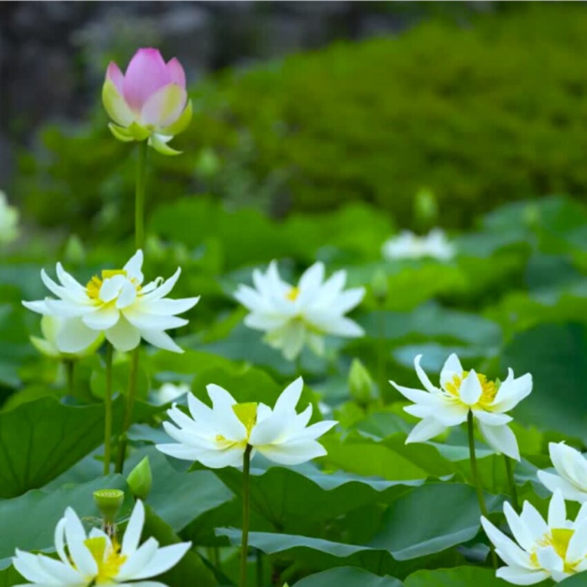 An image of waterlilys on a pond.